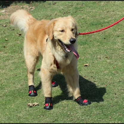 נעליים מיוחדת לכלבים - לחום הקיצוני של הקיץ